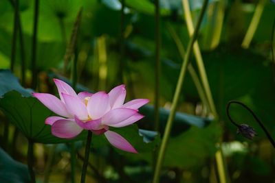 Close-up of pink lotus blooming outdoors