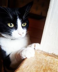 Close-up portrait of cat