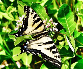 Close-up of butterfly pollinating on flower