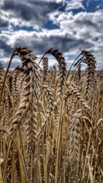 Wheat plants on field against sky
