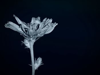 Close-up of flower blooming at night