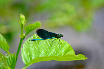 Close-up of butterfly on leaf