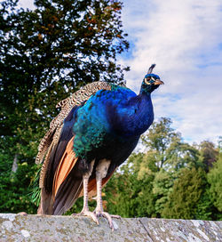 Low angle view of peacock perching on tree against blue sky