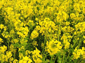 Full frame shot of yellow flowering plants on field