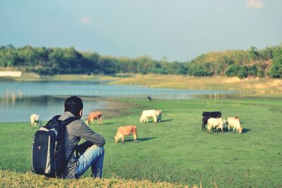 Horses on field against sky