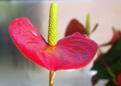 Close-up of pink anthurium blooming outdoors
