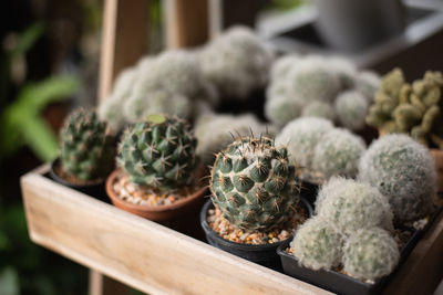 Close-up of succulent plant for sale in market