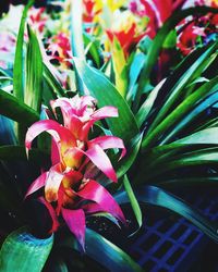 Close-up of flowers