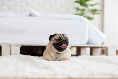 Portrait of dog relaxing on bed at home