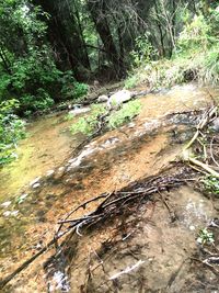 Stream flowing through forest