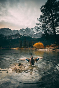 View of ducks swimming in lake