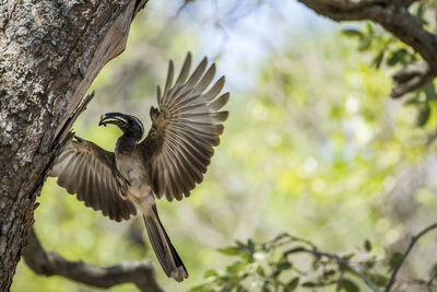 Low angle view of bird flying