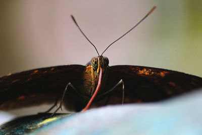 Close-up of insect