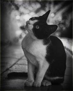 Close-up of cat, black and white