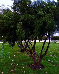 Trees in park