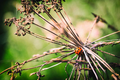 Close-up of ladybug on plant against blurred background