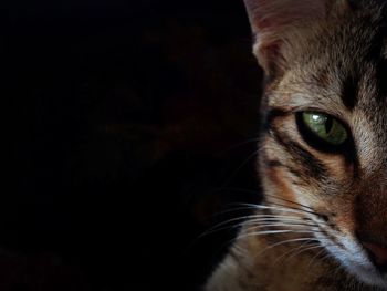 Close-up portrait of a cat