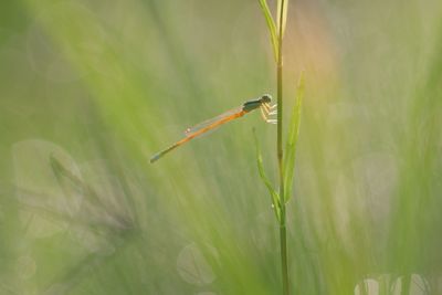 Close-up of insect on grass