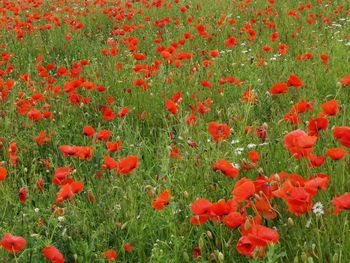 Close-up of red poppy flowers on field