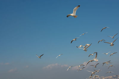 Low angle view of seagulls flying