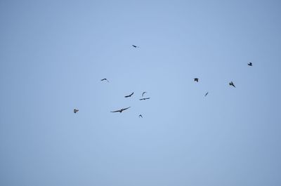 Low angle view of birds flying in sky