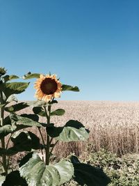 Close-up of flowers blooming in field