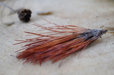 Close-up of dried plant on table