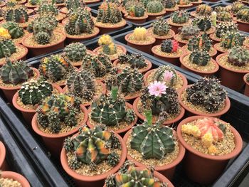 High angle view of potted plants for sale at market