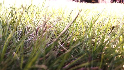 Close-up of grass on field