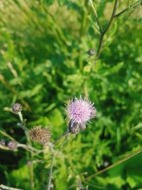 Close-up of thistle blooming outdoors