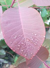 Close-up of raindrops on pink leaves