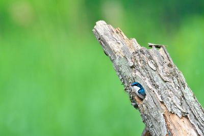 Close-up of insect on wood