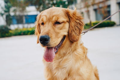 Close-up of a dog looking away