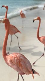 View of a flamingos in the sea on renaissance island in aruba 