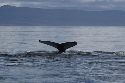 Whale watching