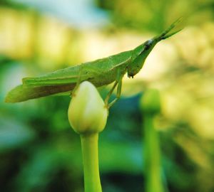 Close-up of green insect on plant