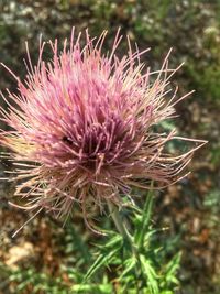 Close-up of thistle flower