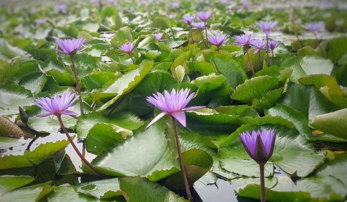 Close-up of purple flowers