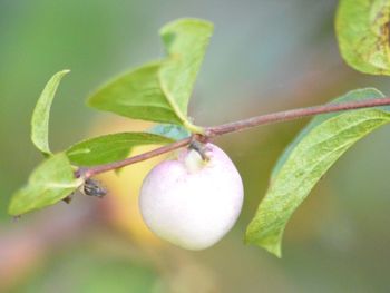 Close-up of fruit growing on tree