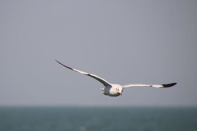 Seagull flying in the sea