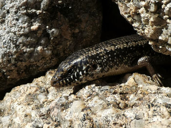 Close-up of lizard on rock