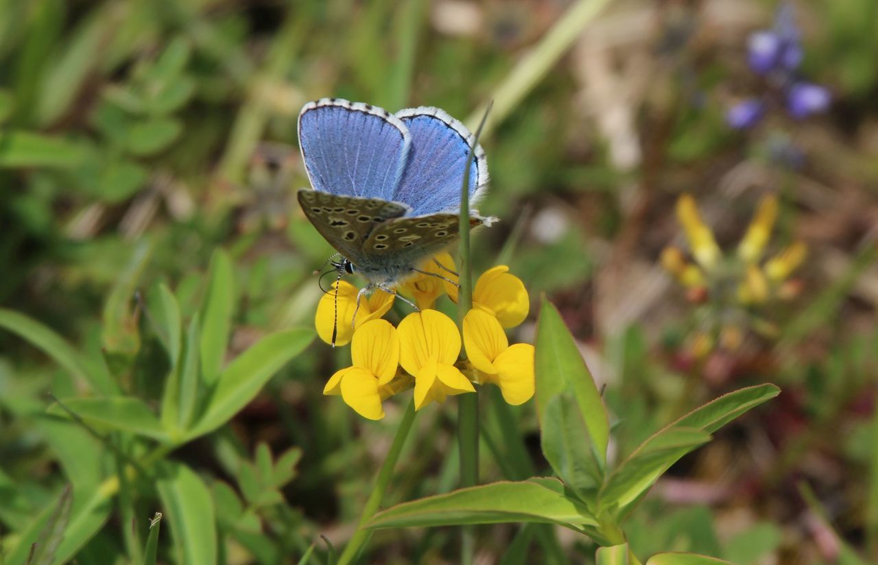 Himmelblauer Bläuling