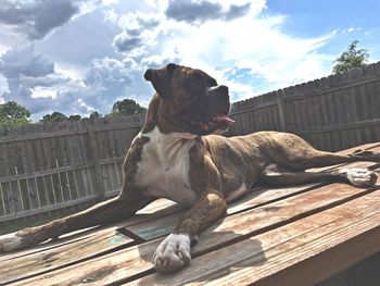 Dog on wood against sky