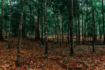 Trees in forest during autumn