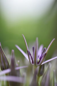 Close-up of purple flowering plant