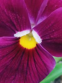 Close-up of pink flower blooming