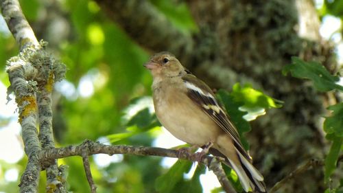 Close-up of bird perching on tree