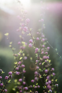 Close-up of pink flowering plant