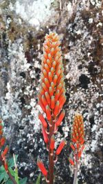 Close-up of red flowers