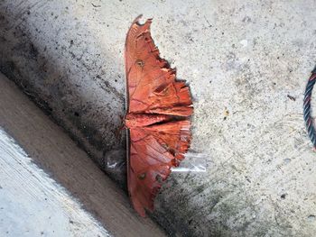 Close-up of autumn leaf